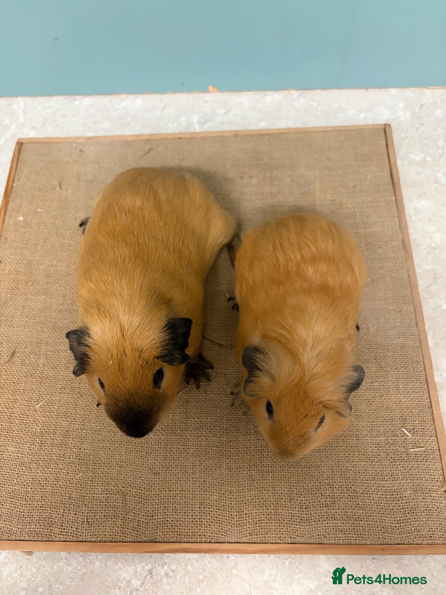 Guinea Pig rodents Male Buff Black Point Californian Pairs - Advert 2