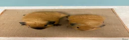 Guinea Pig rodents for sale: Buff Black Point Californian Male Pair - Advert 2