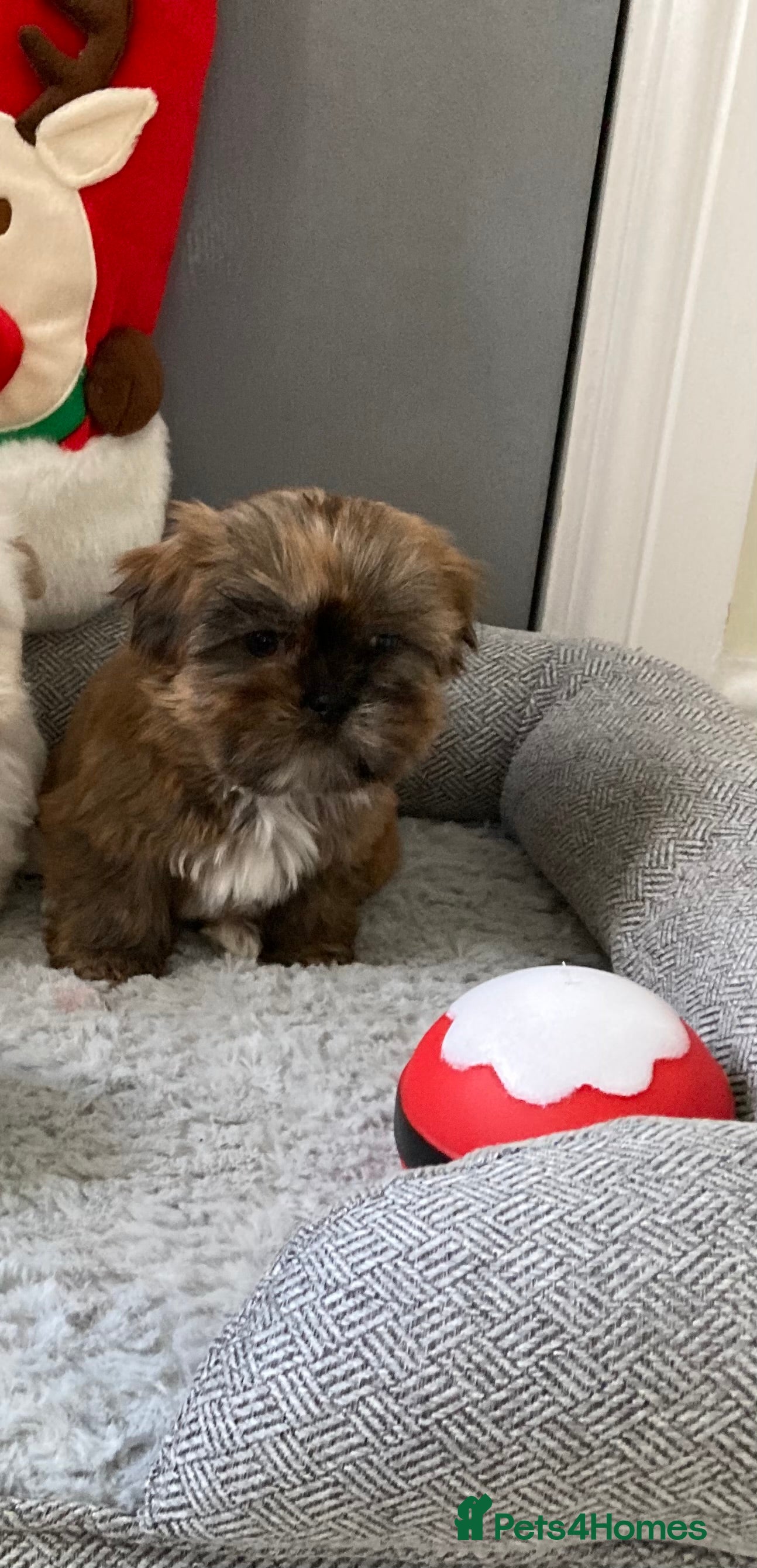 Shih Tzu dogs Beautiful Shiah tzu puppies  - Advert 1