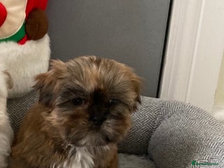 Shih Tzu dogs Beautiful Shiah tzu puppies - Advert 2