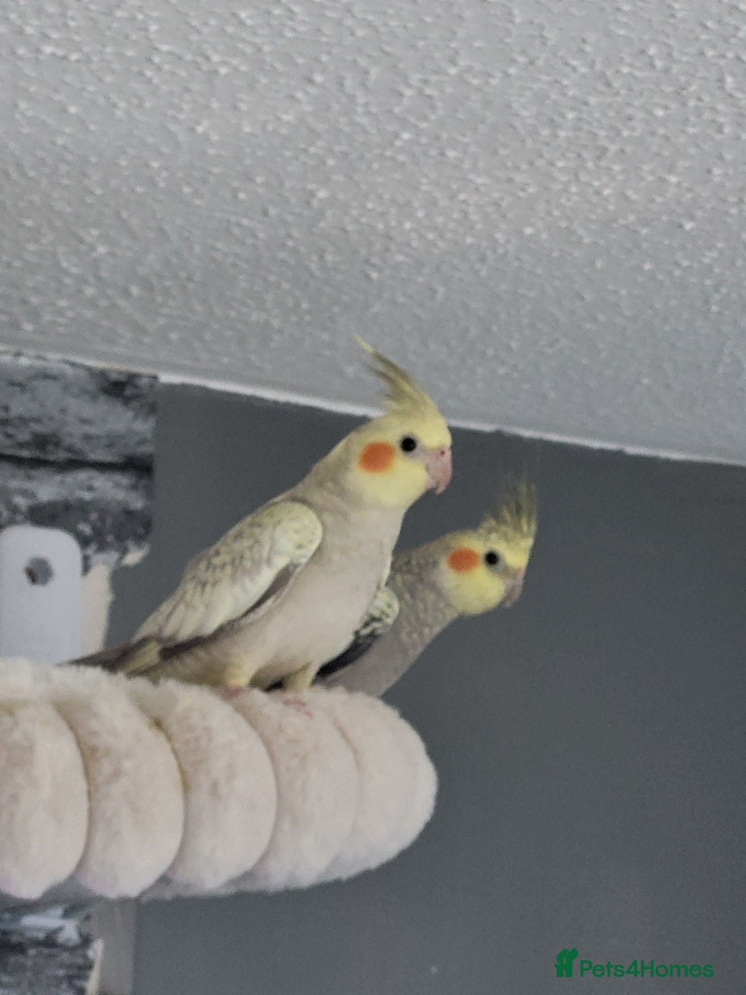 Cockatiels birds Baby cockatiels - Advert 1