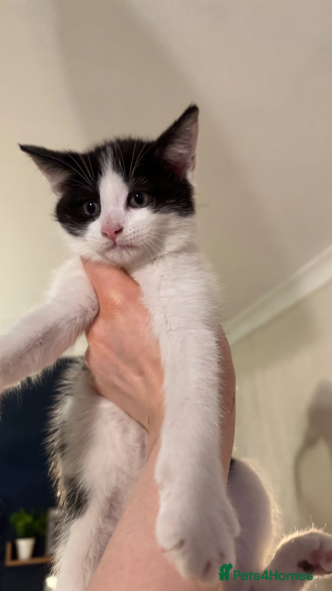 Mixed Breed cats for sale: Ready too leave beautiful kittens 2 temaining - Advert 11