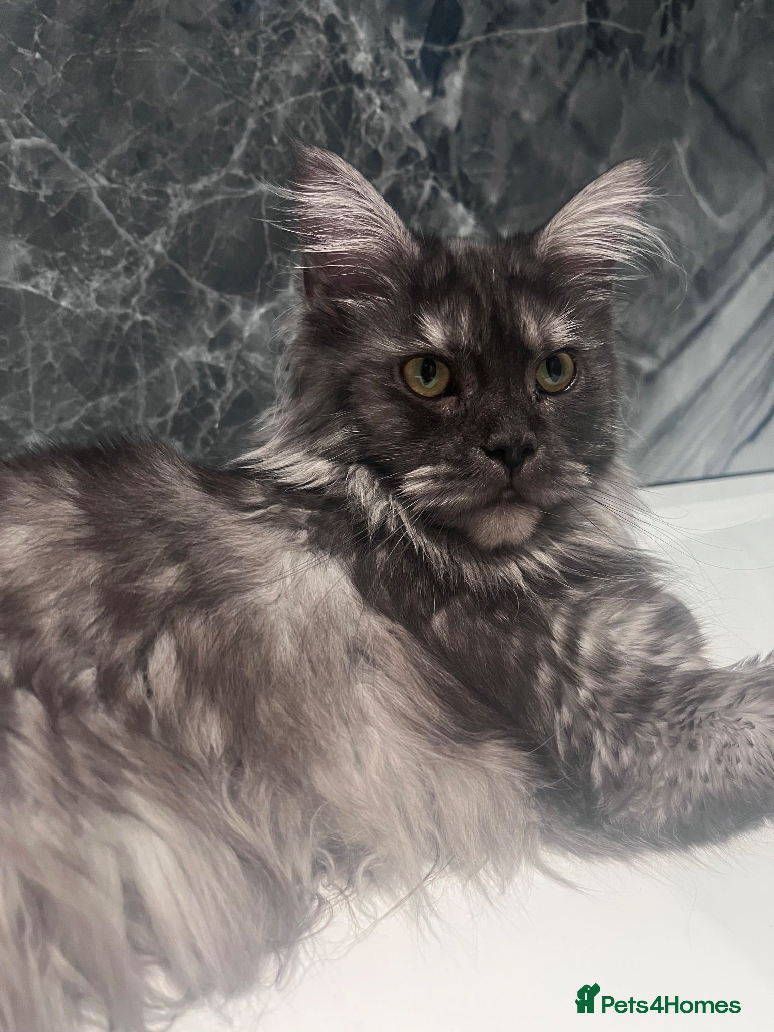 Maine Coon cats Black Smoke female Maine coon - Advert 3