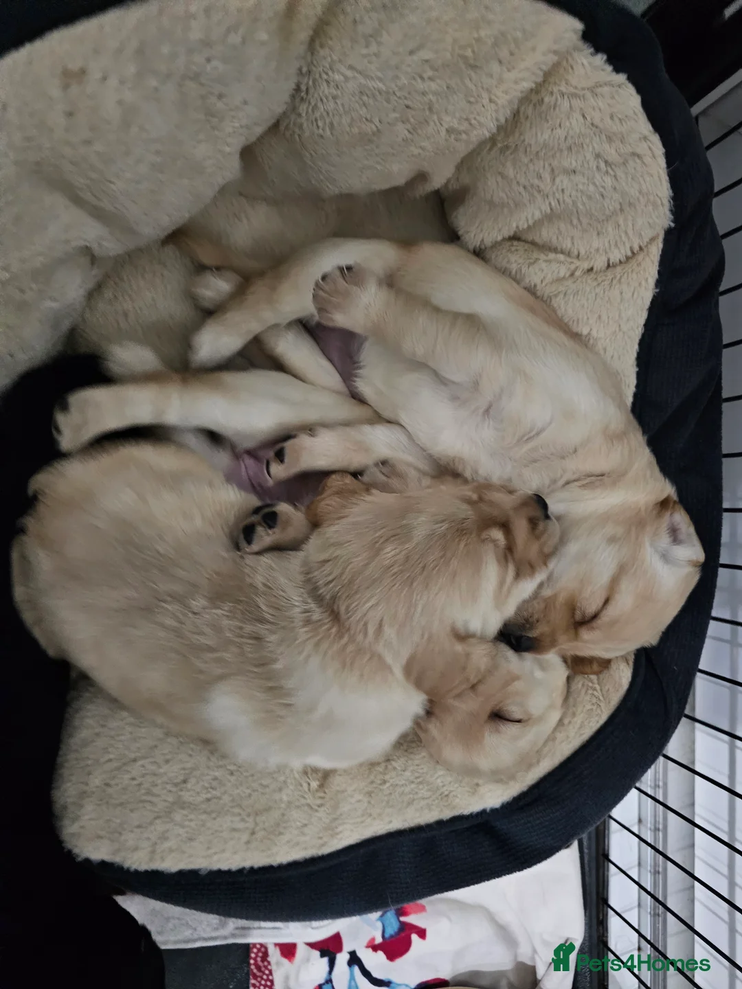 Cockerdor dogs for sale: The most loving Cockerdor/Spanador - Advert 30