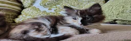 Norwegian Forest Cat cats for sale: Beautiful Norwegian Forest Kittens  - Advert 14