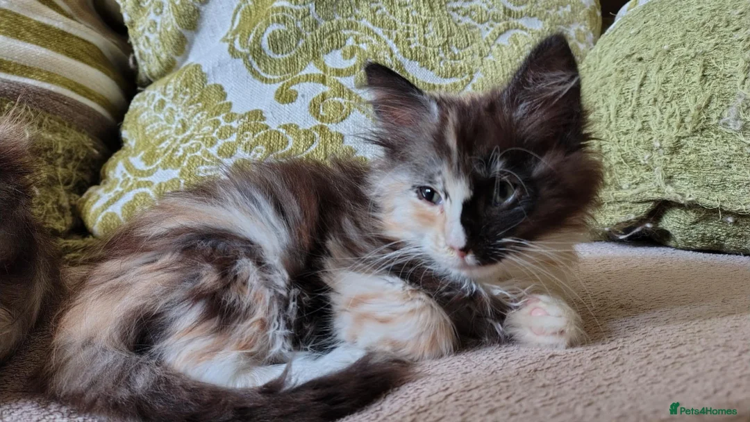 Norwegian Forest Cat cats for sale: Beautiful Norwegian Forest Kittens  - Advert 14