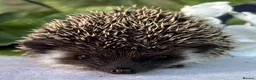Pygmy Hedgehog rodents for sale: African Pygmy Hedgehog  - Advert 5