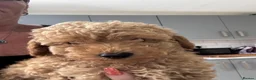 Yorkiepoo dogs for sale:  Ready to leave this weekend boy available  - Advert 3