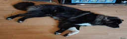 Caucasian Shepherd Dog dogs for sale: ***FERN RESCUE* 1 YR OLD CAUCASIAN SHEPARD in Glasgow - Advert 7