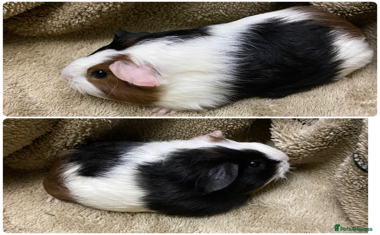 Guinea Pig rodents Gorgeous female guinea pigs  - Advert 13