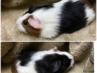 Guinea Pig rodents Gorgeous female guinea pigs - Advert 14