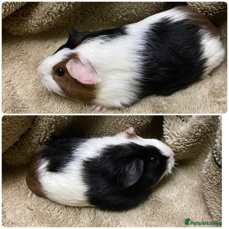 Guinea Pig rodents Gorgeous female guinea pigs - Advert 13