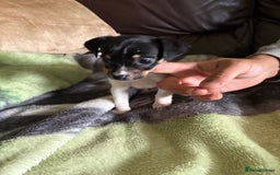 Jack Russell dogs for sale: Jack Russell puppies  - Image 9