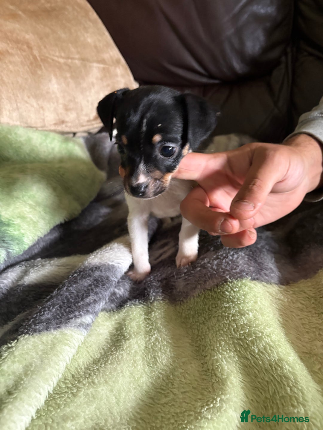 Jack Russell dogs for sale: Jack Russell puppies  - Image 9