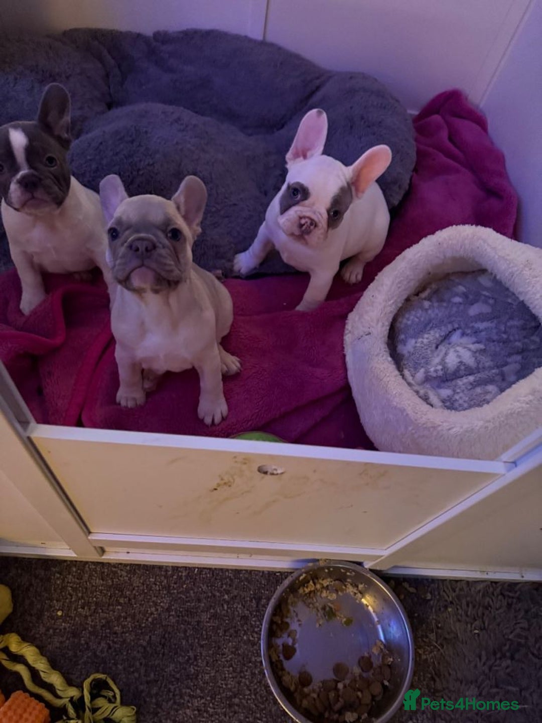 French Bulldog dogs for sale: Three French Bulldog Puppies Available - Advert 7