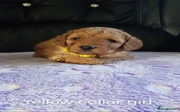 Cockapoo dogs for sale: 7 F1b cockapoos for sale  - Image 1