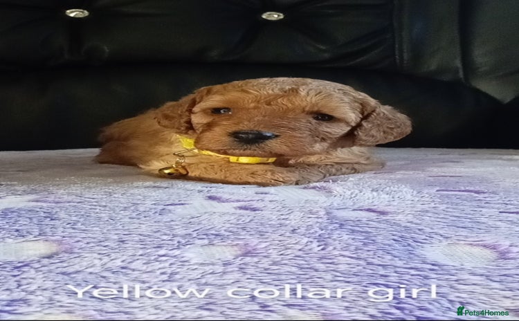 Cockapoo dogs - Advert 5