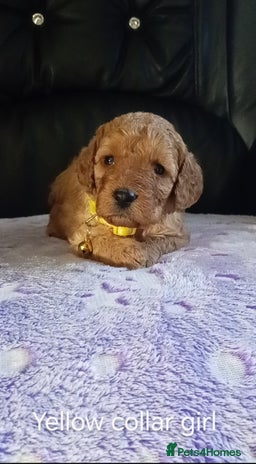 Cockapoo dogs - Advert 6