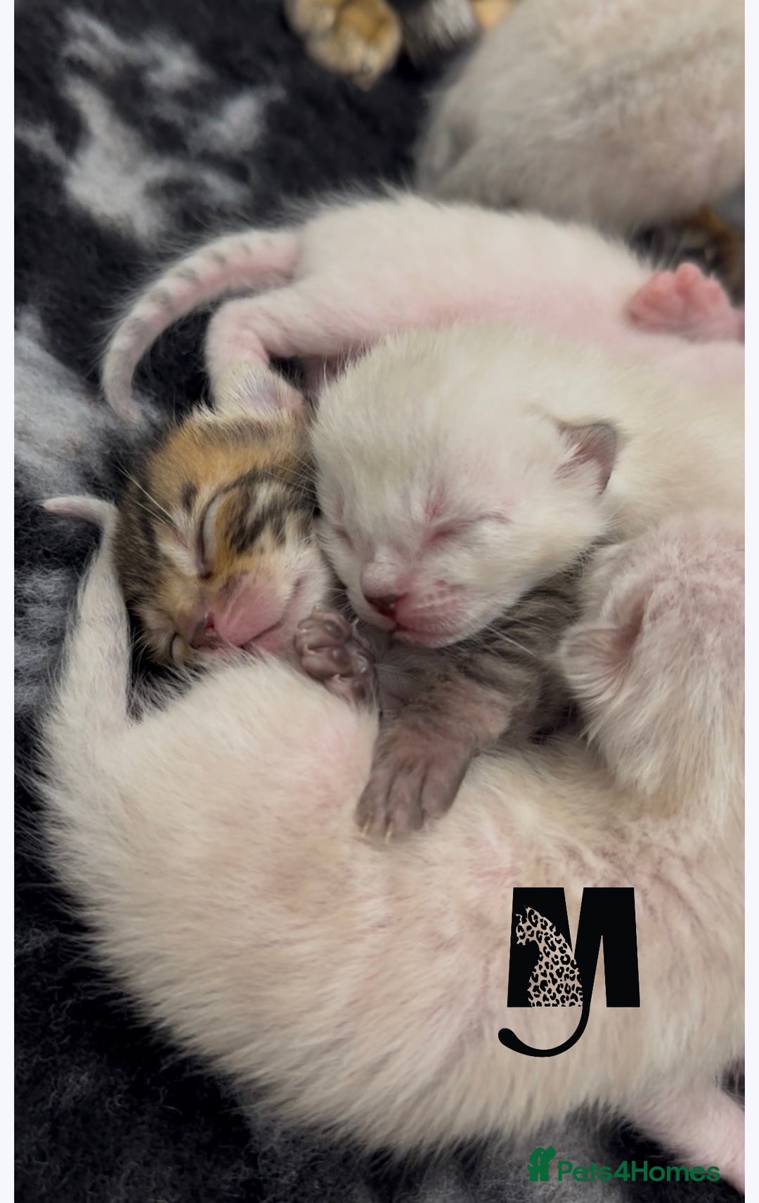 Bengal cats for sale: Snow Lynx Bengal Kittens Available for Reservation - Advert 3