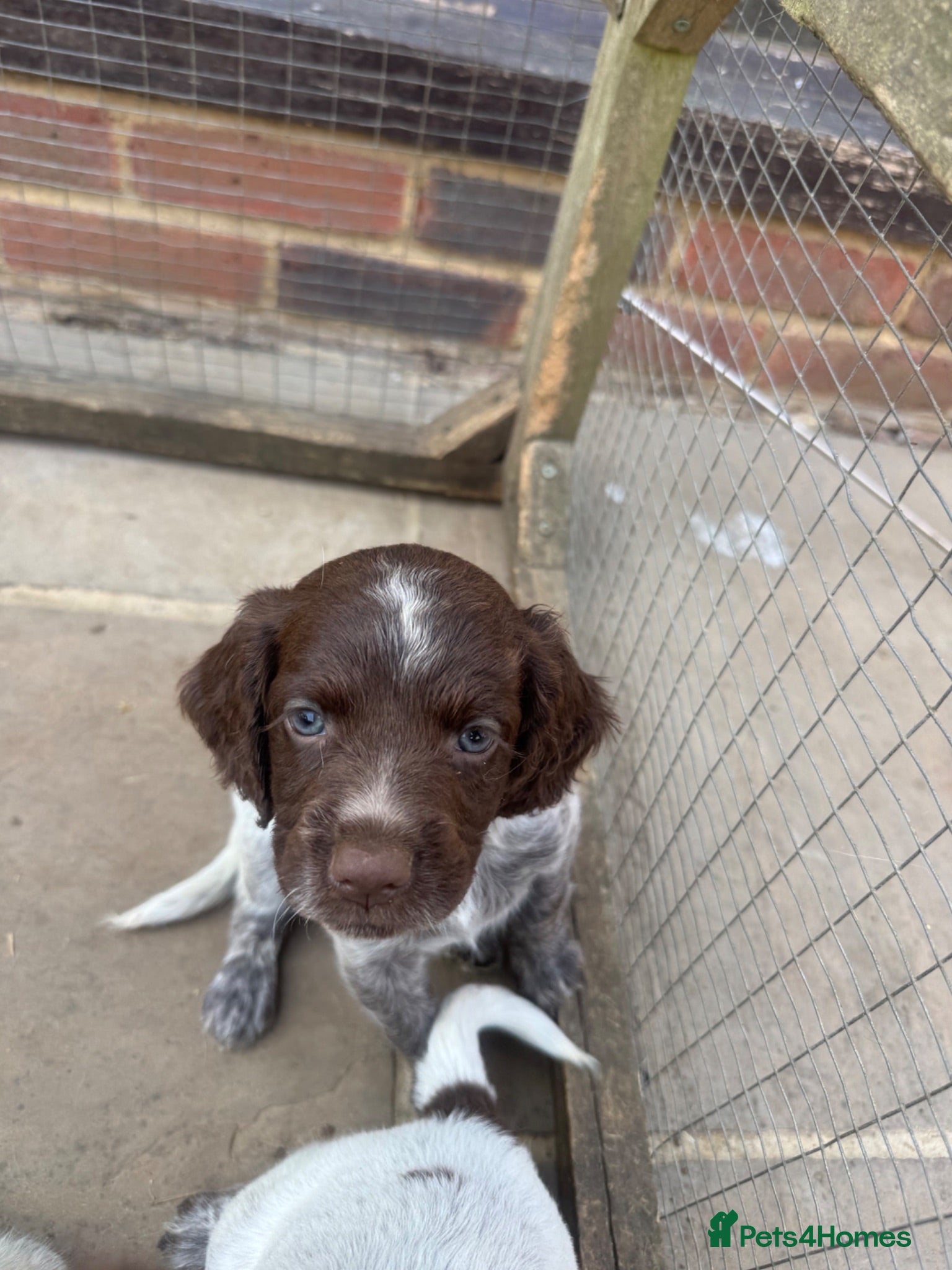 Sprocker dogs Final sprocker pup remaining  - Advert 3