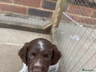Sprocker dogs Final sprocker pup remaining - Advert 3