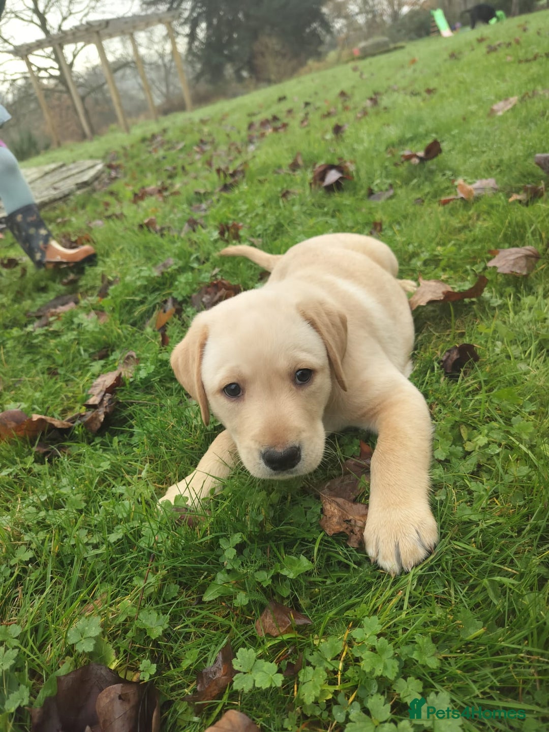 Labrador Retriever dogs for sale: Adorable Labrador Puppies  - Advert 13