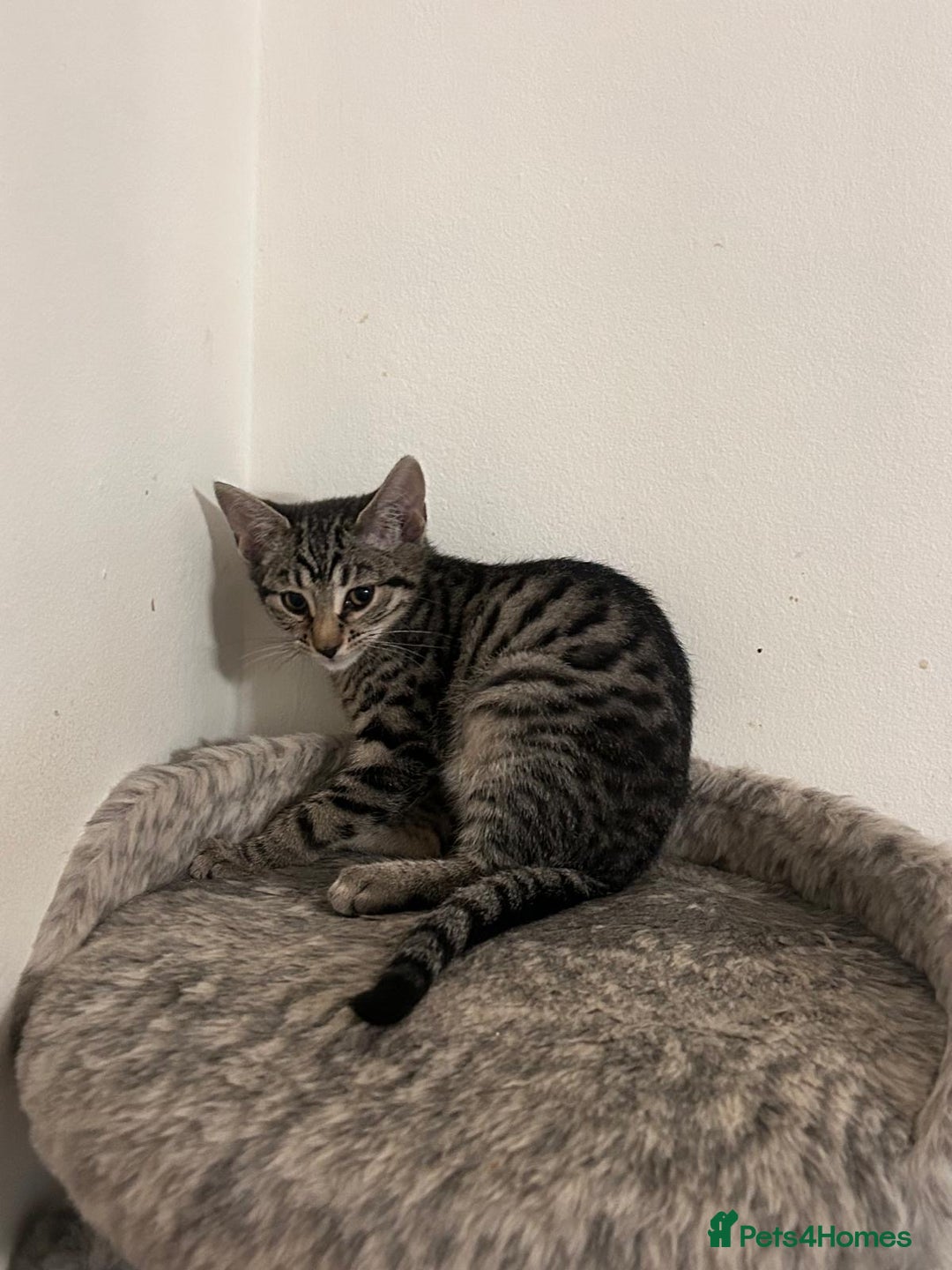 Mixed Breed cats for sale: Kittens for sale - Advert 4