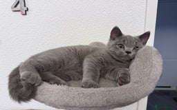 British Shorthair cats for sale: Pure GCCF Reg.British Shorthair Kittens  in Lincoln - Image 4