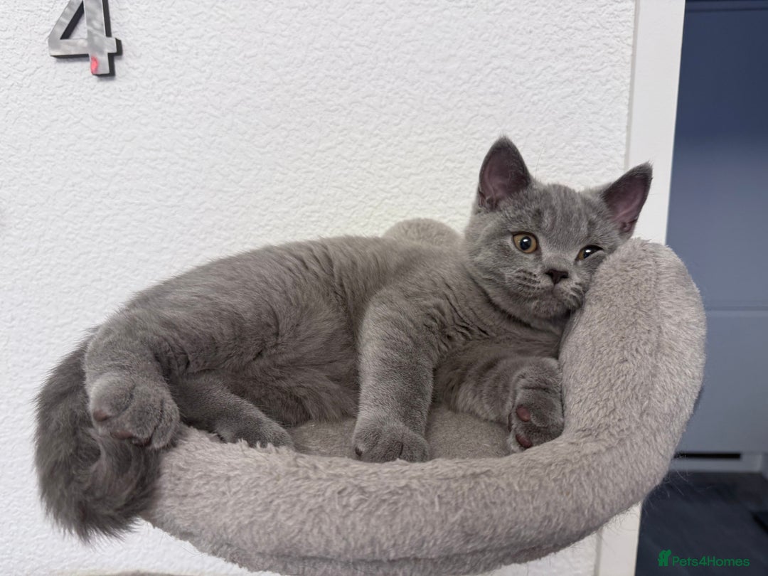 British Shorthair cats for sale: Pure GCCF Reg.British Shorthair Kittens  in Lincoln - Image 4