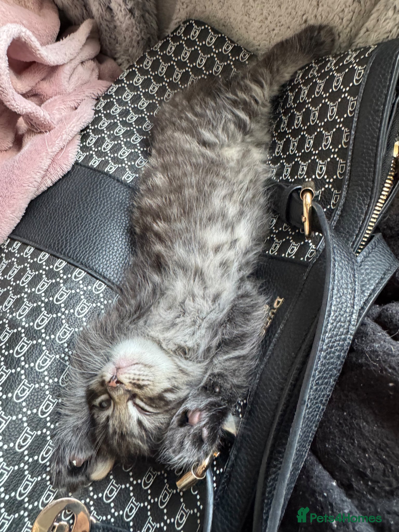 Mixed Breed cats for sale: 3 gorgeous kittens for sale - Advert 9