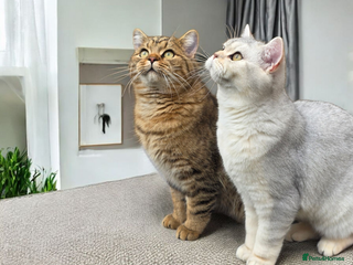 British Shorthair cats Exceptional TICA Active Reg. BSH Males - Advert 6