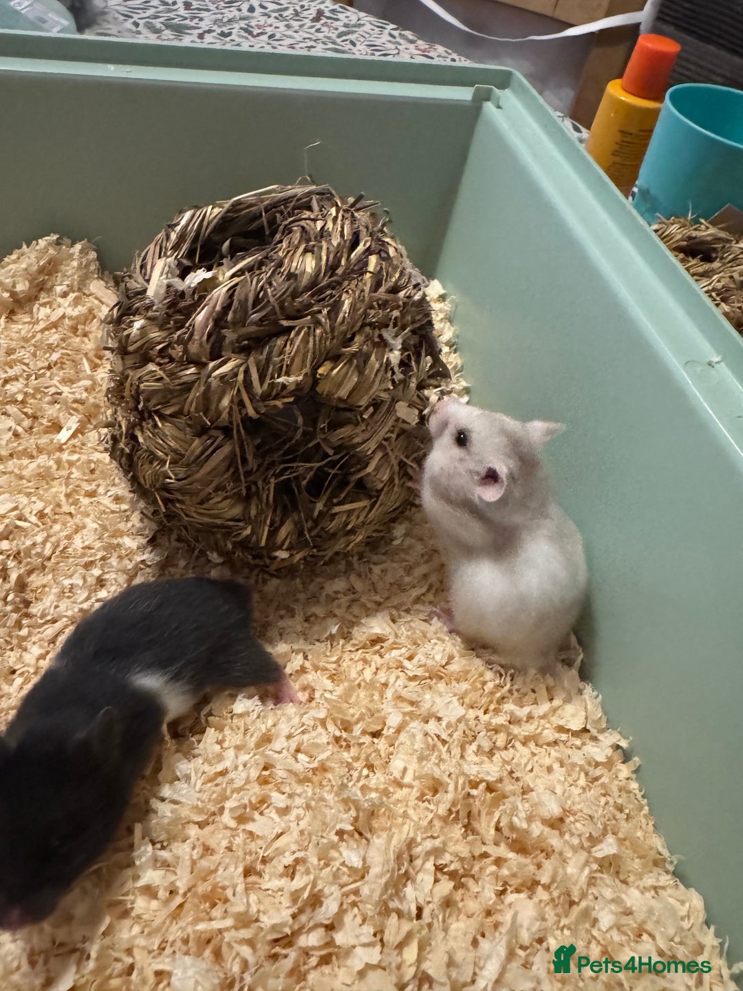 Hamster rodents for sale: Baby hamsters  - Advert 3