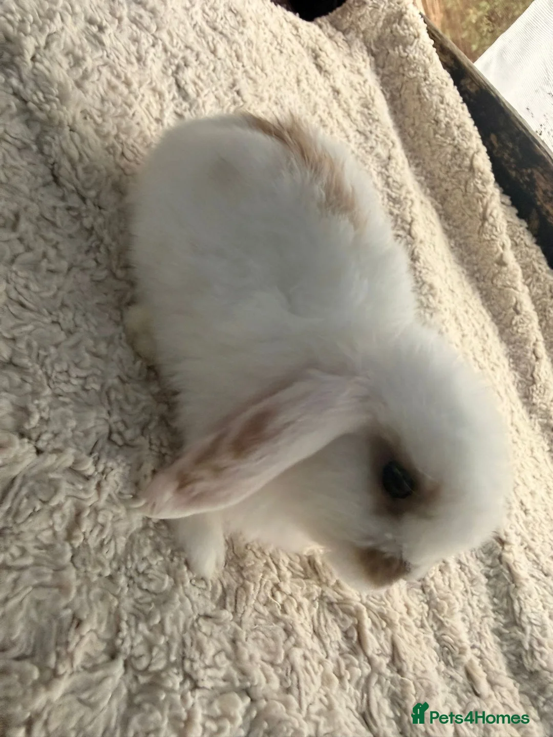 Mini Lop rabbits for sale: Stunning mini lops for sale  - Advert 5