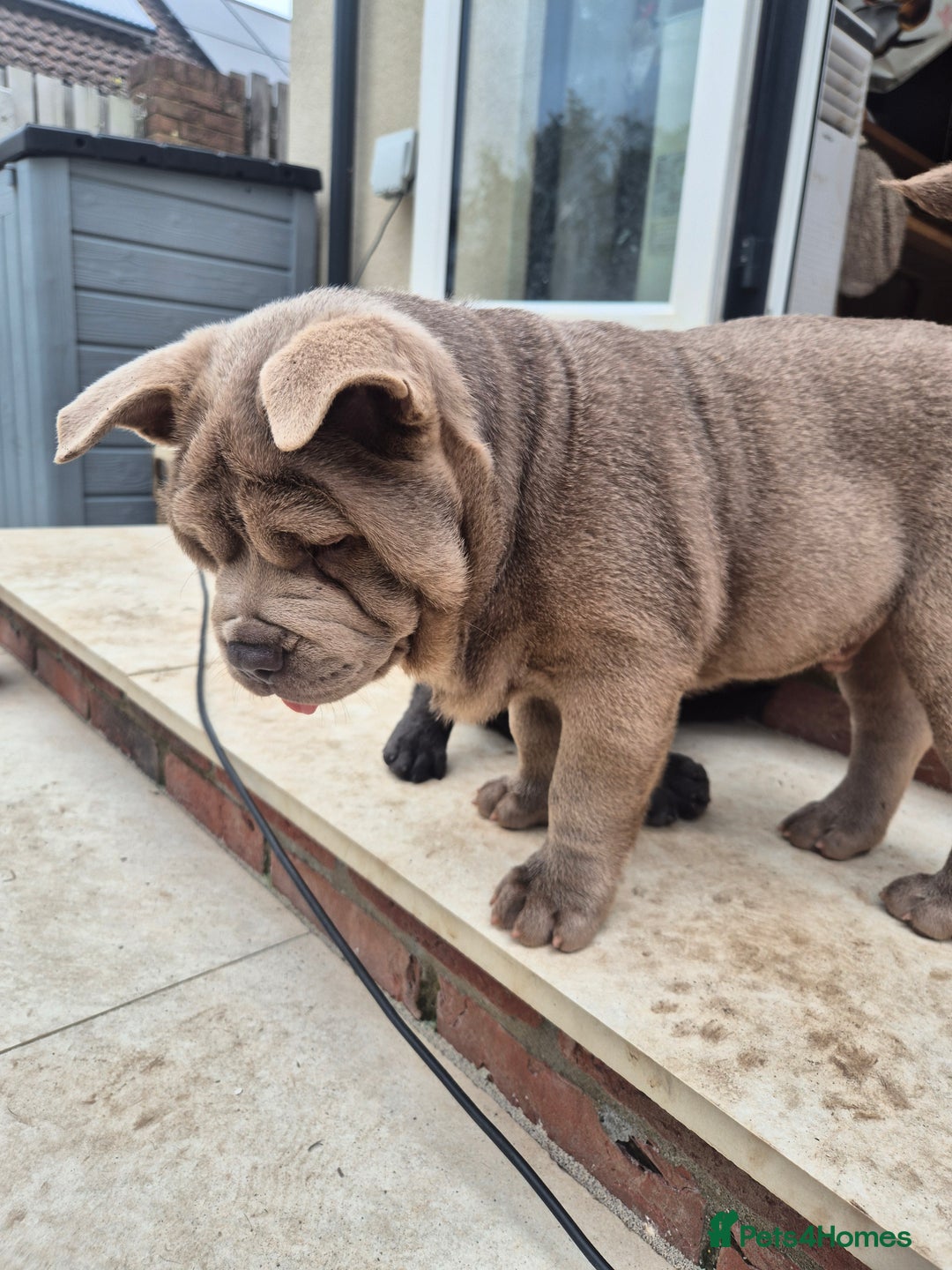 Mixed Breed dogs for sale: 2 boys left chow x frow - Image 6