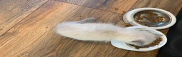 Ragdoll cats for sale: Adorable Pedigree Ragdoll Kittens  - Advert 10