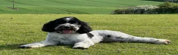 Labradoodle dogs for sale: One of the Original UK Labradoodle Breeders - Advert 21