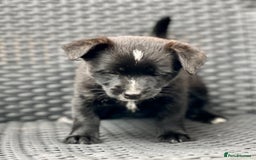 Mixed Breed dogs for sale: Weeranian Pups - Image 7
