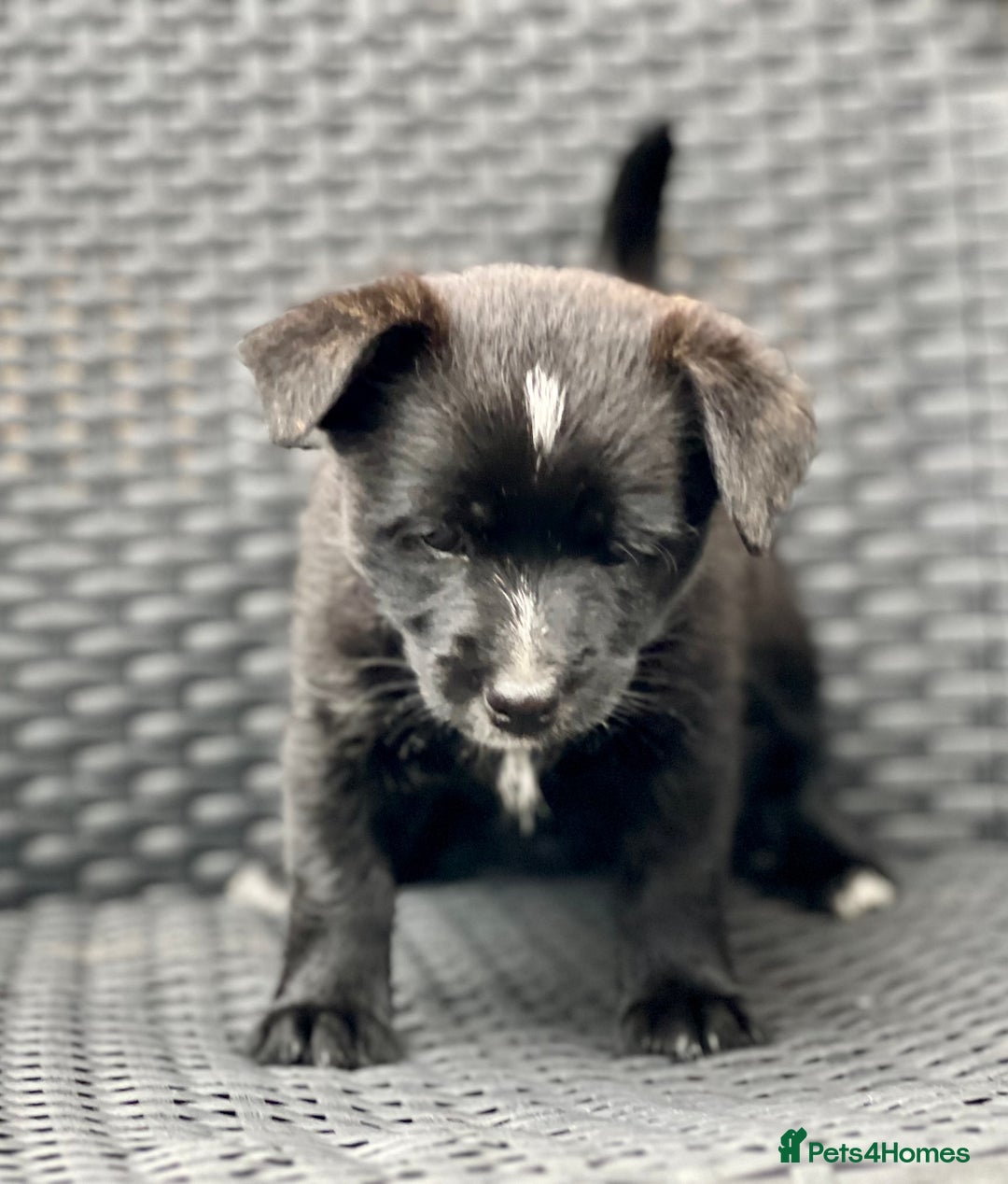 Mixed Breed dogs for sale: Weeranian Pups - Image 7