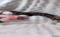 Bengal cats for sale: 2 Female Rosette Bengals (Available Now 8 Weeks) - Advert 4