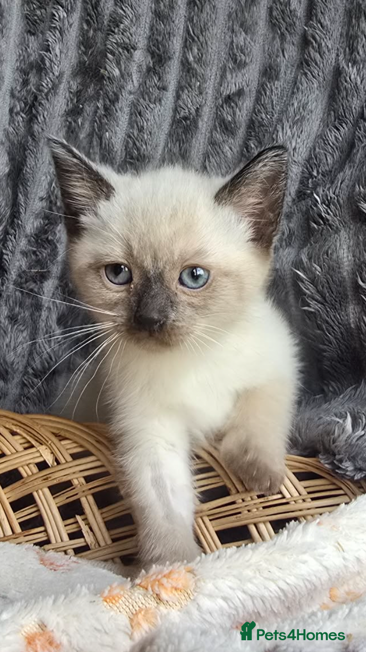 Mixed Breed cats for sale: Gorgeous ragdoll cross kittens  - Advert 7
