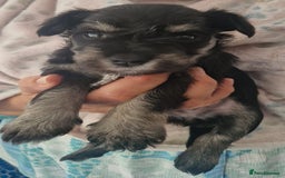 Miniature Schnauzer dogs for sale:  🌟 Adorable Miniature Schnauzer Puppies  - Image 10
