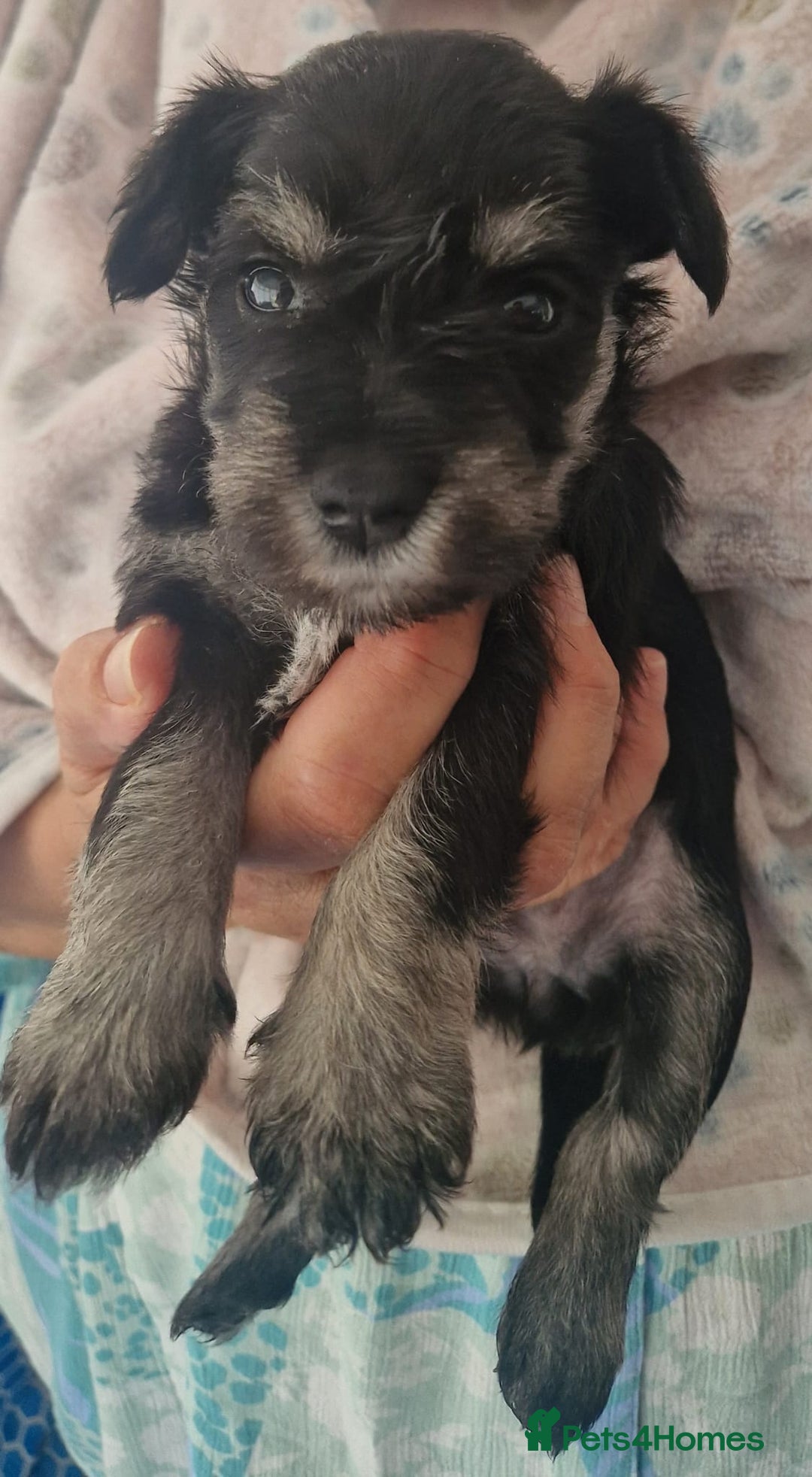 Miniature Schnauzer dogs for sale:  🌟 Adorable Miniature Schnauzer Puppies  - Image 10