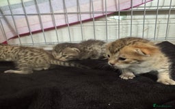Savannah cats for sale: Stunning Savannah Kittens - Image 16