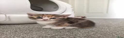 Munchkin cats for sale: Beautiful girls  - Advert 2