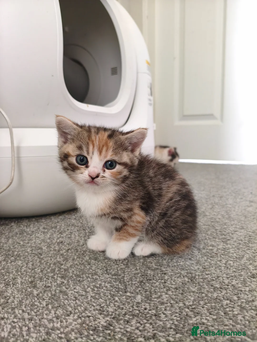 Munchkin cats for sale: Beautiful girls  - Advert 2