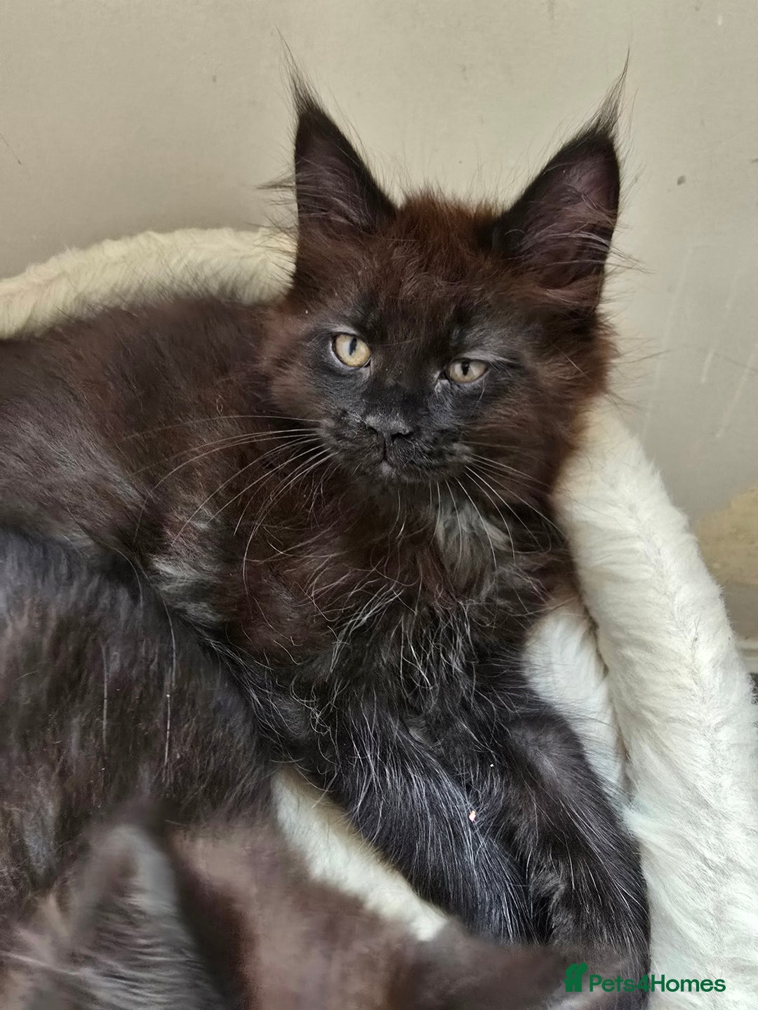 Maine Coon cats for sale: VARIOUS FULL PEDIGREE MAINE COON KITTENS FOR SALE in Rotherham - Image 6