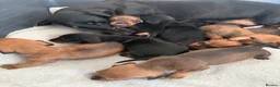 Dachshund dogs for sale: Dachshund puppies  - Advert 2