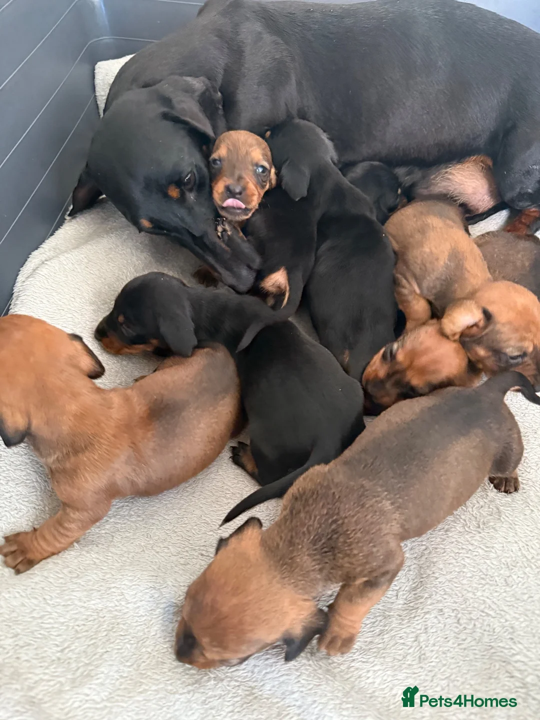 Dachshund dogs for sale: Dachshund puppies  - Advert 2