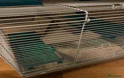 Hamster rodents for sale: friendly Hamster  - Advert 7