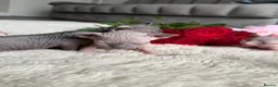 Sphynx cats for sale: Canadian Elf Sphynx  - Advert 33
